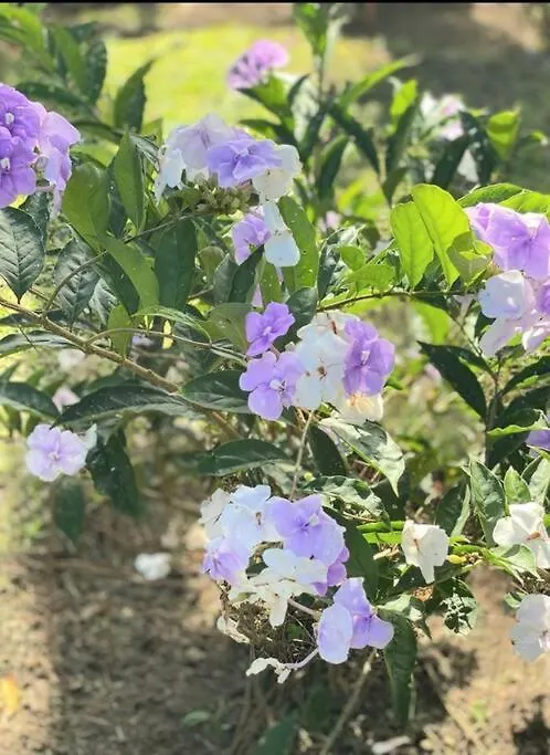 Escape Chalet At Pinar Del Sol In 哈拉瓦科阿